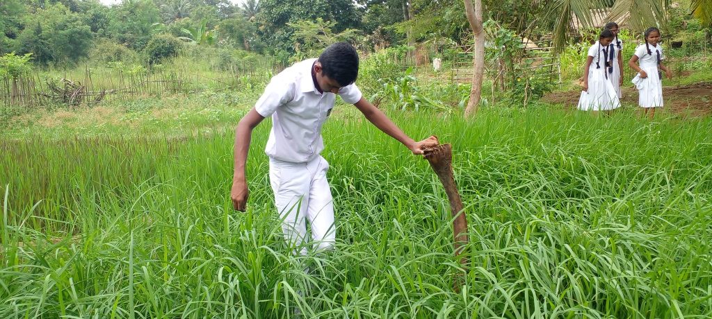 Discovery Based Learning From Paddy Cultivation